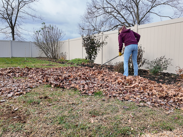 raking leaves in a yard