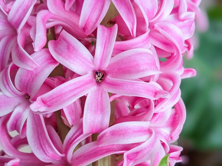 pink hyacinth