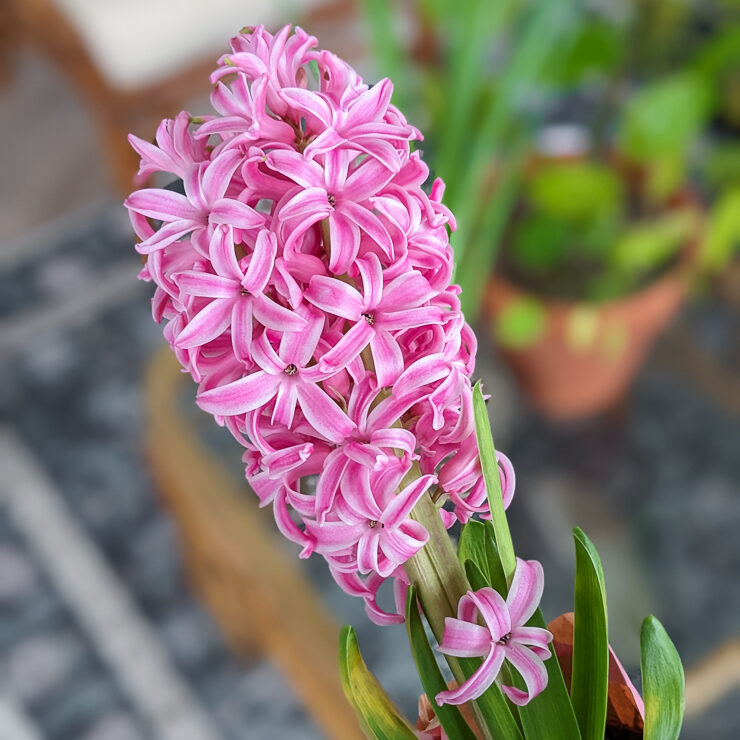 pink hyacinth