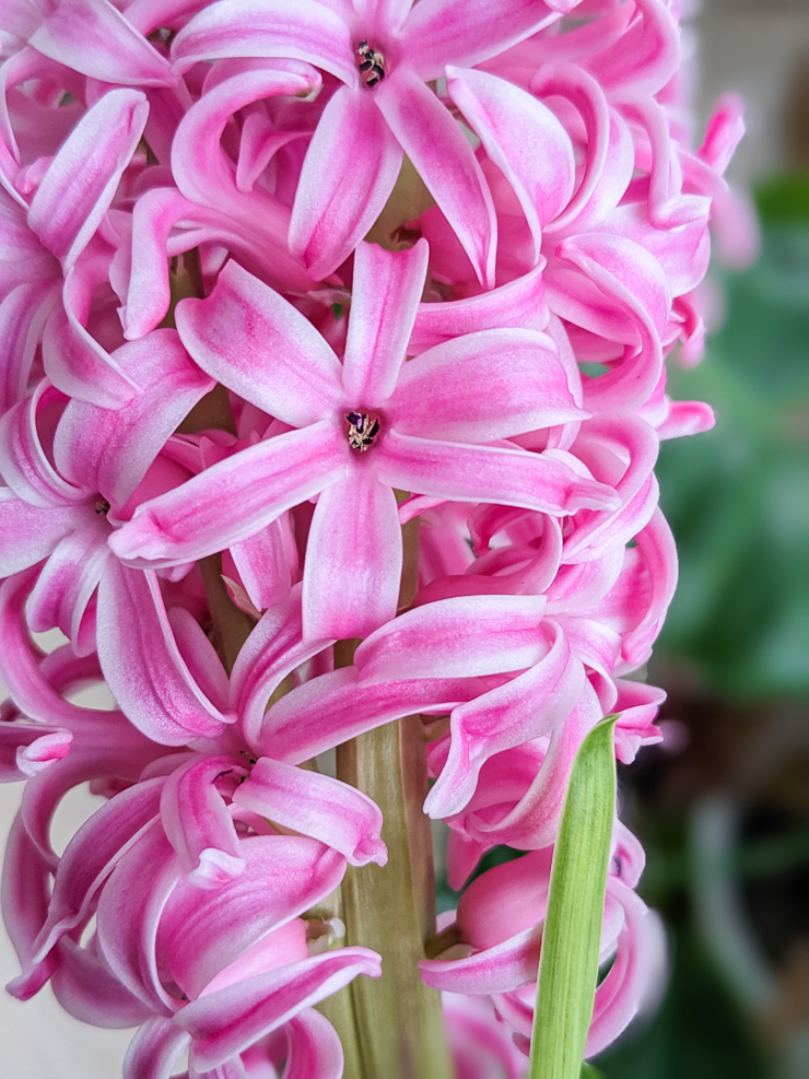 pink hyacinth