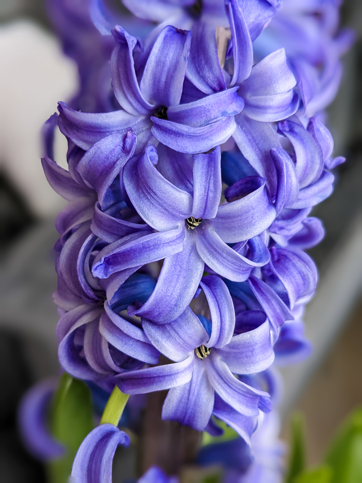 purple-blue hyacinth flowers