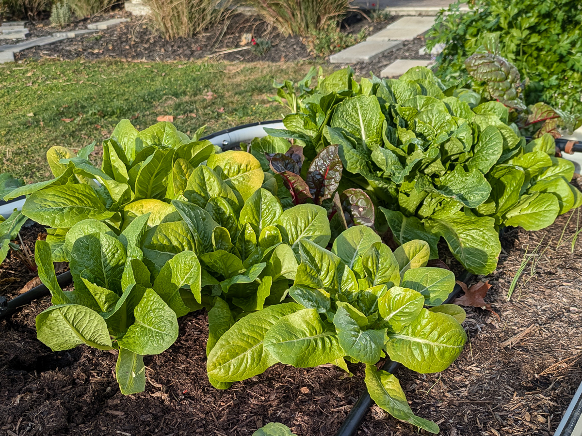 lettuce growing in a raised bed
