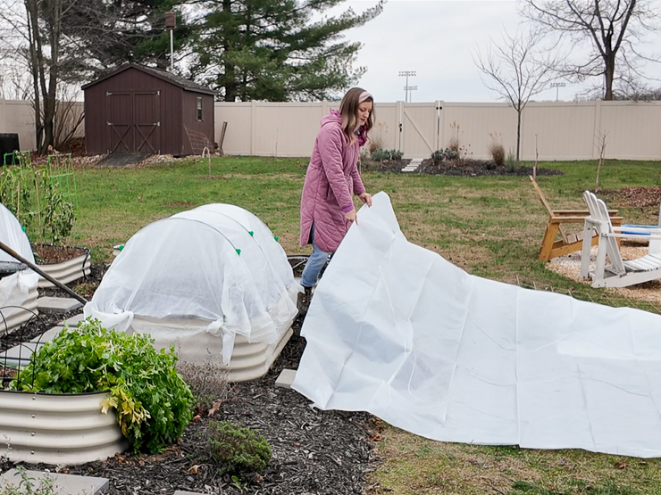 adding plastic sheeting to a low tunnel
