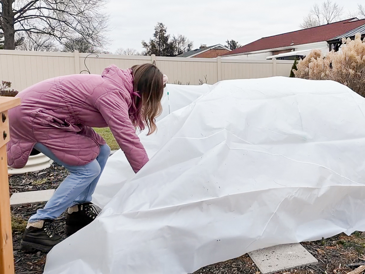adding plastic sheeting to a low tunnel
