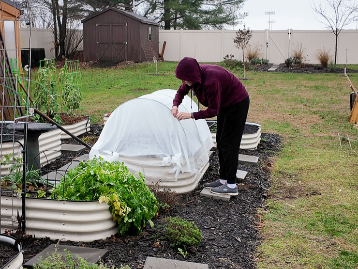 adding frost cloth to a low tunnel
