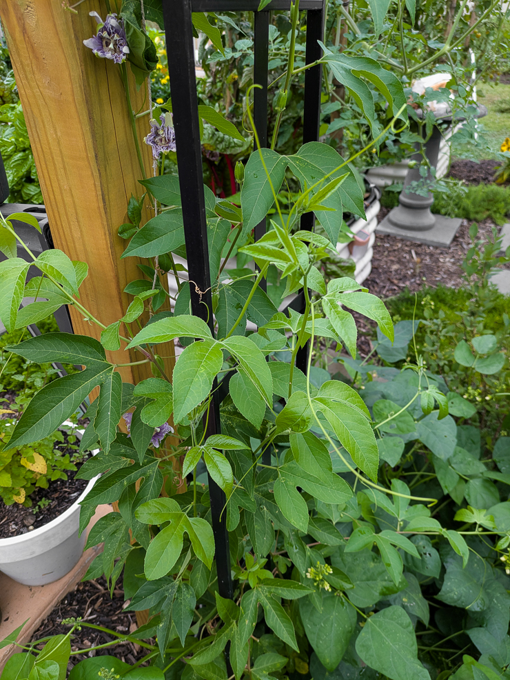 passiflora incarnata vine