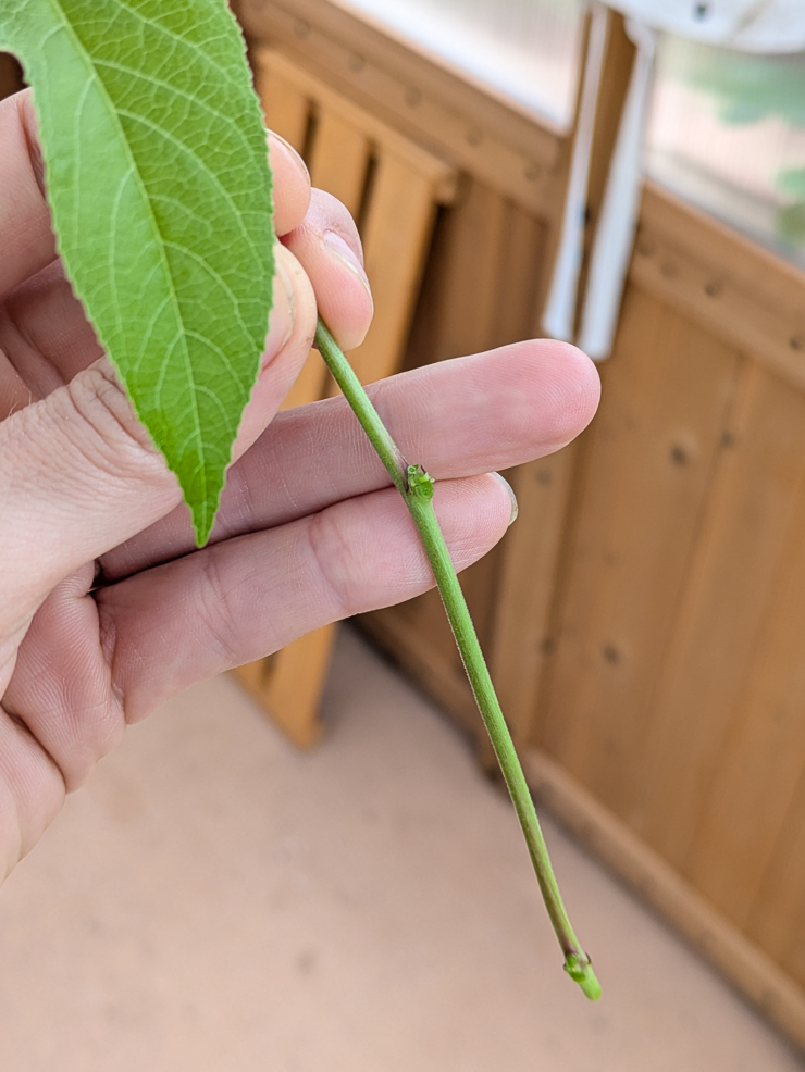 passiflora incarnata cutting