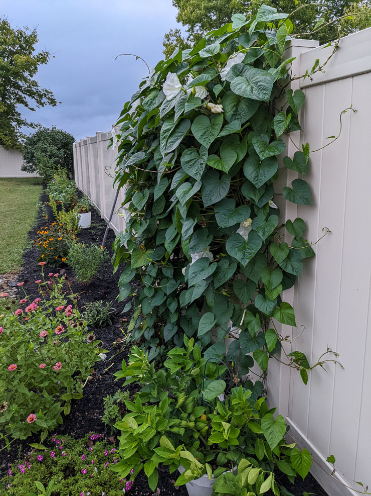 large mature moonflower vine