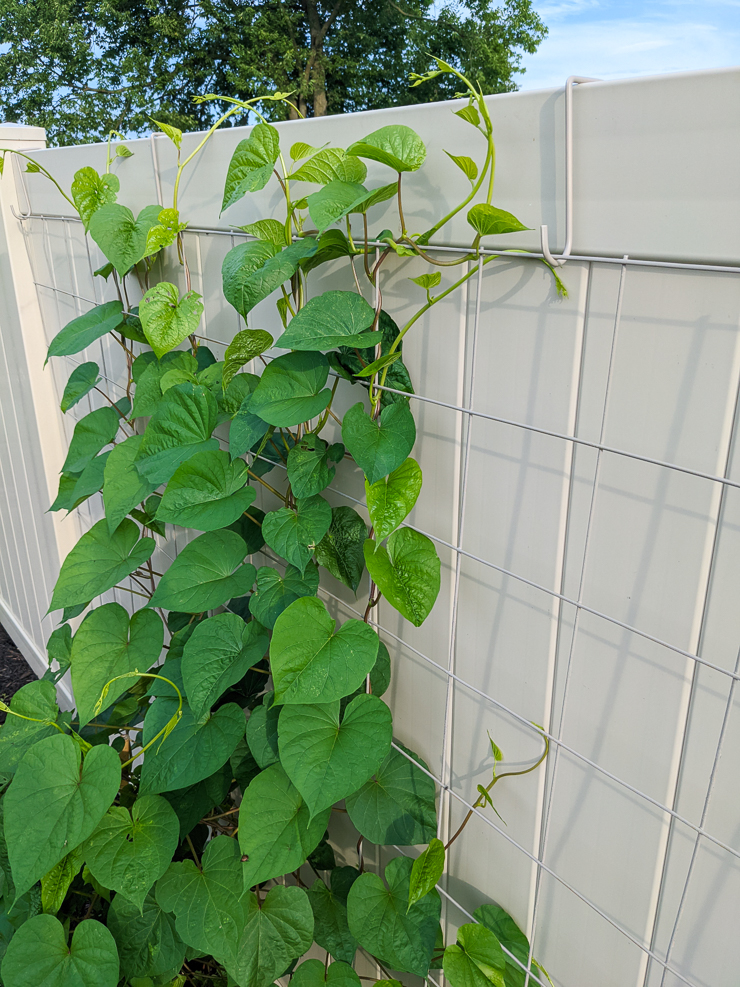 moonflower vine growing up a wire trellis