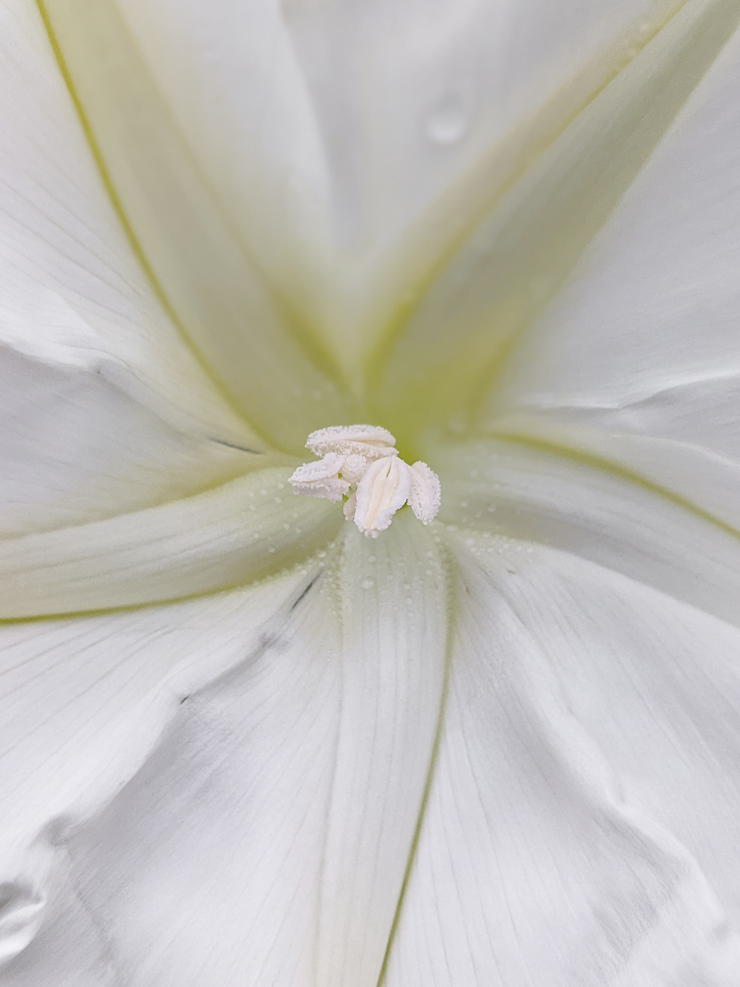 white moonflower vine flowers