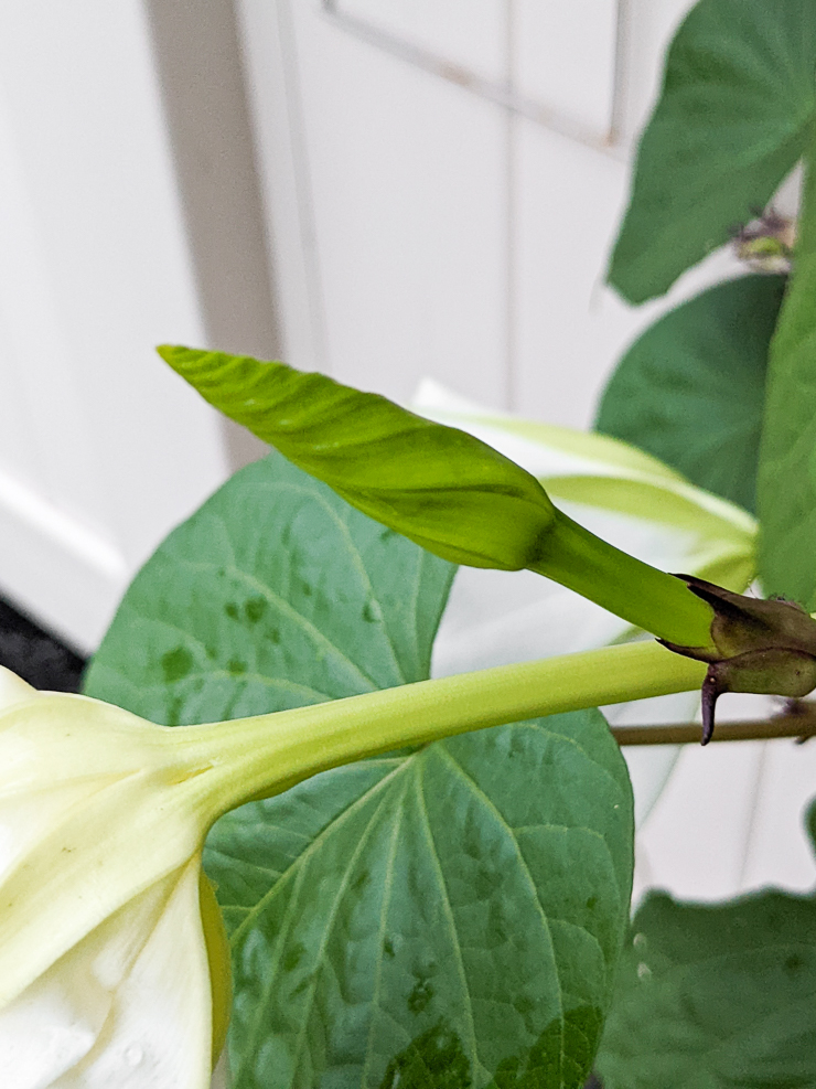 bud on a moonflower vine