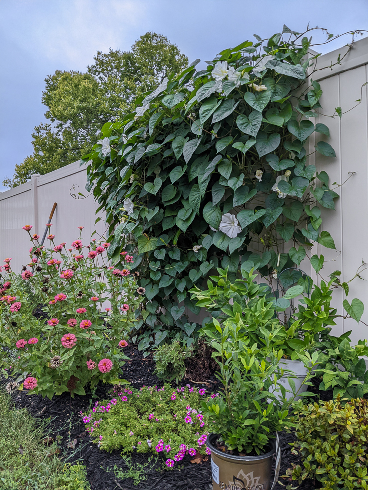 large mature moonflower vine growing with other plants in a garden