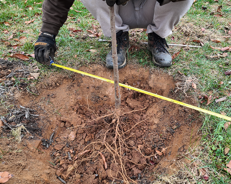digging a hole for a tree