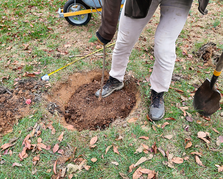 planting a plum tree