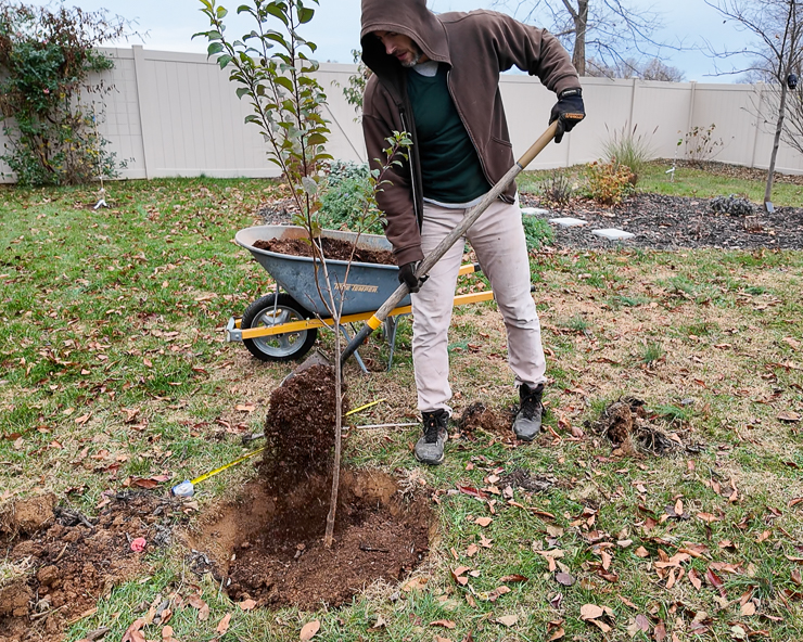 planting a plum tree
