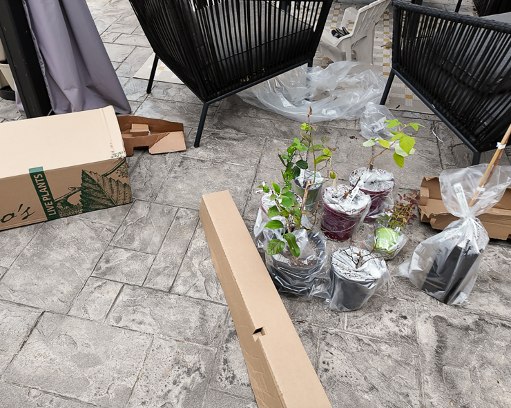 packaged trees from stark bros