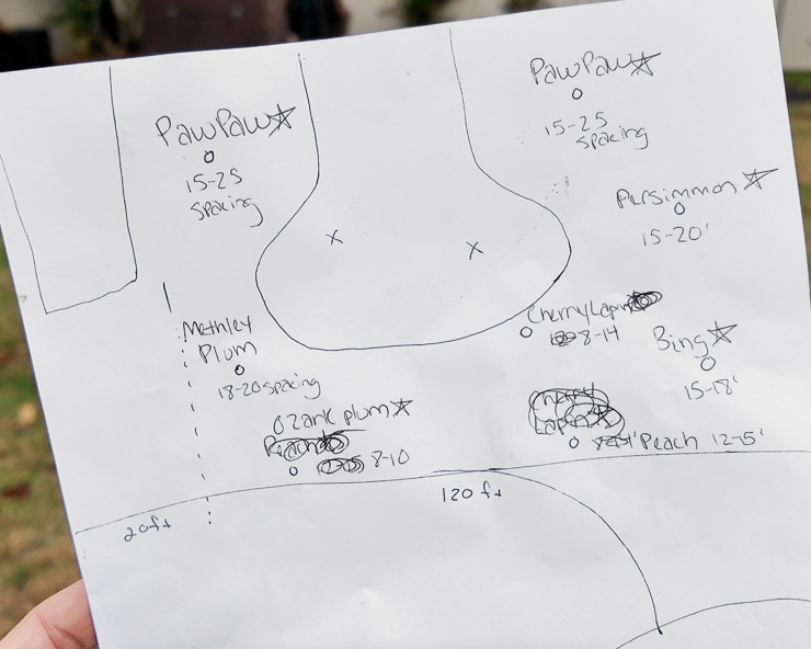 layout of mini orchard on paper