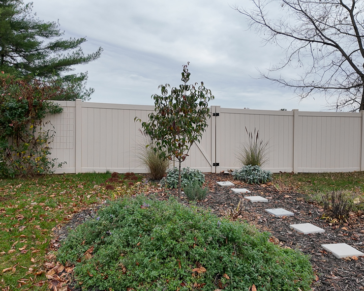 kousa dogwood in backyard