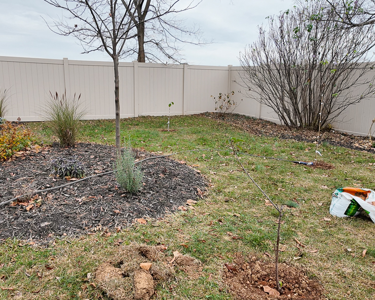 planting fruit trees in a backyard