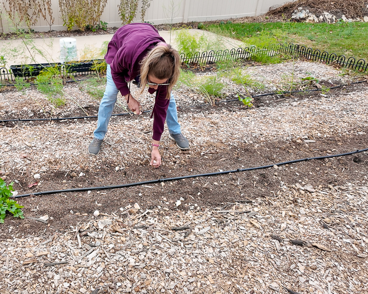 planting garlic