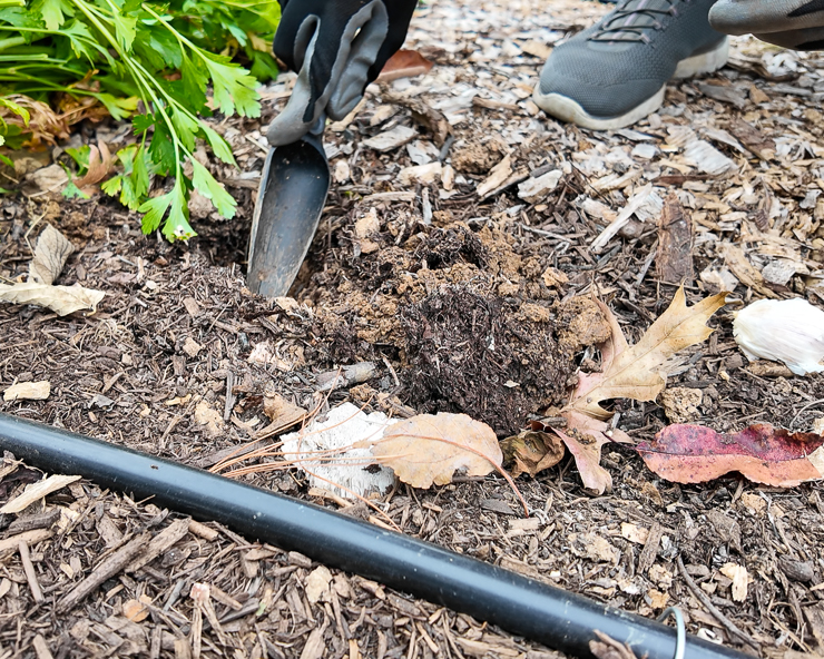 digging hole for garlic