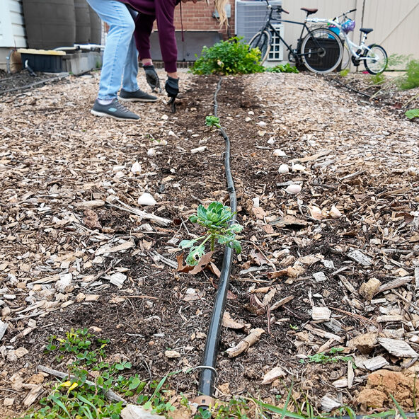 planting rows of garlic