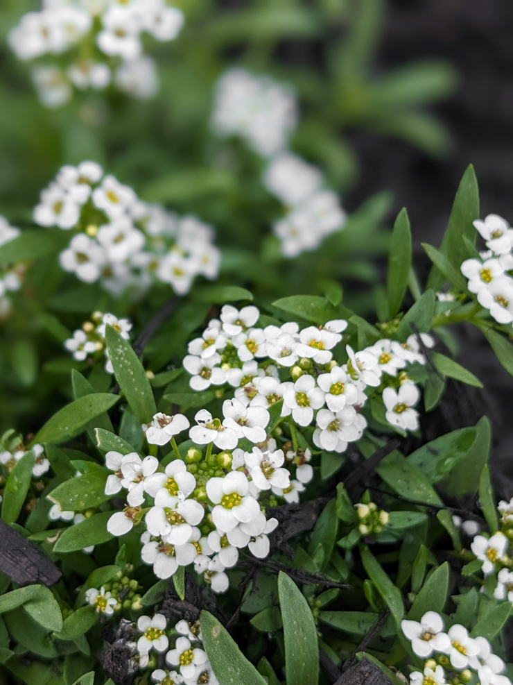 sweet alyssum