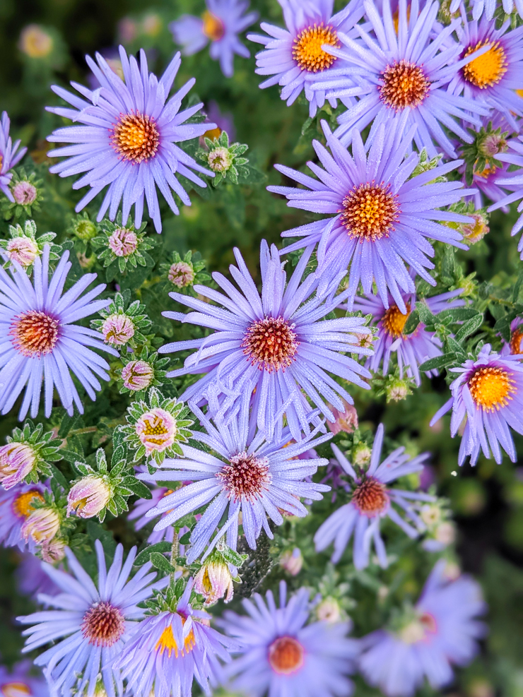 raydon's favorite aster