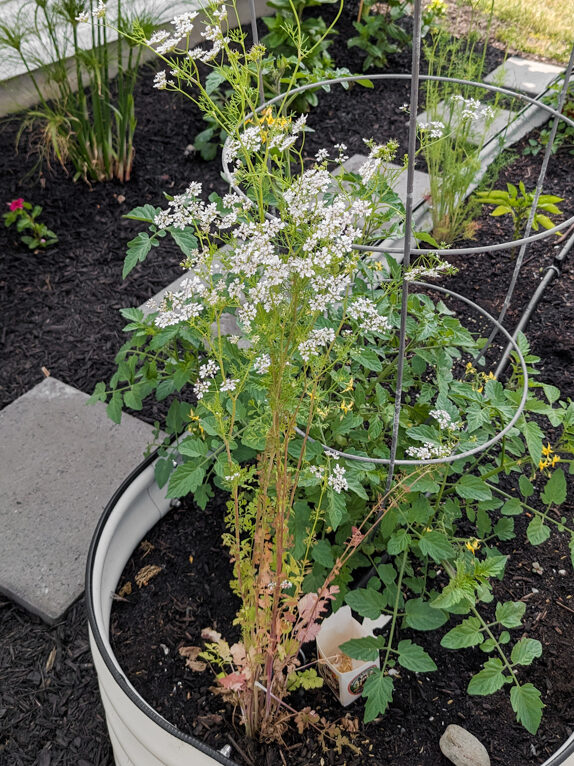 cilantro flowering in a raised bed