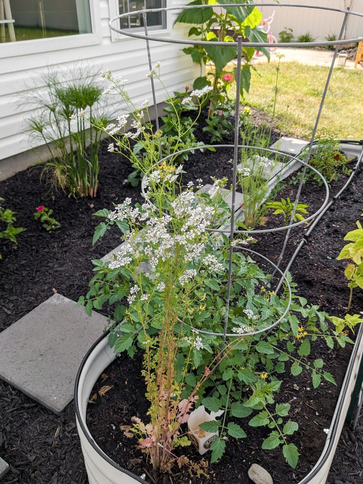 flowering cilantro