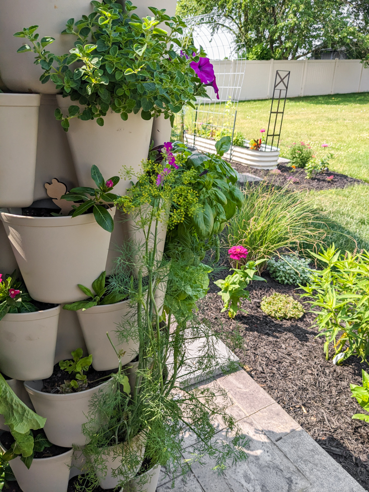 dill flowering in a greenstalk