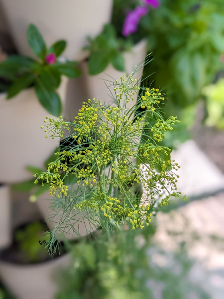 dill flowering