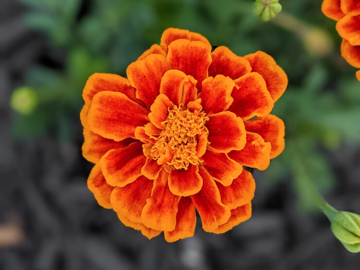 orange marigold