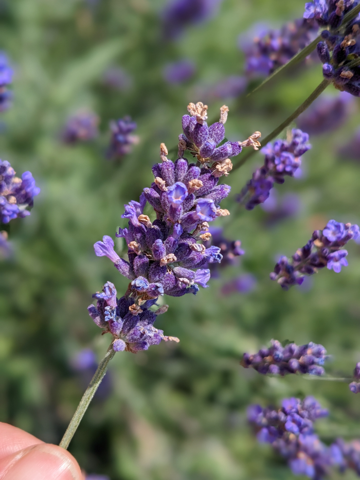 lavender flowers