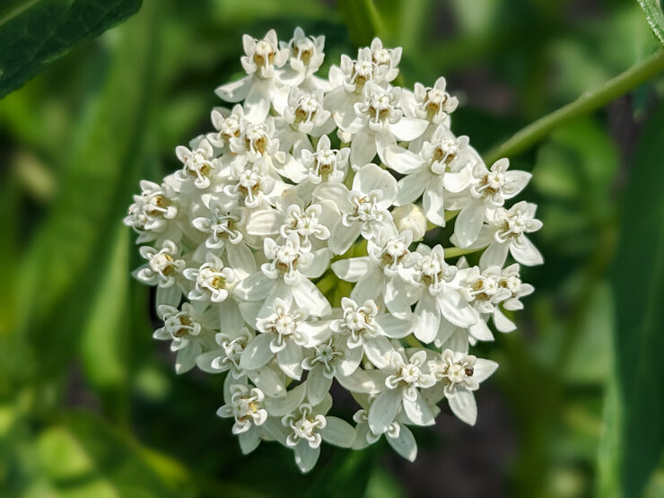 ice ballet swamp milkweed