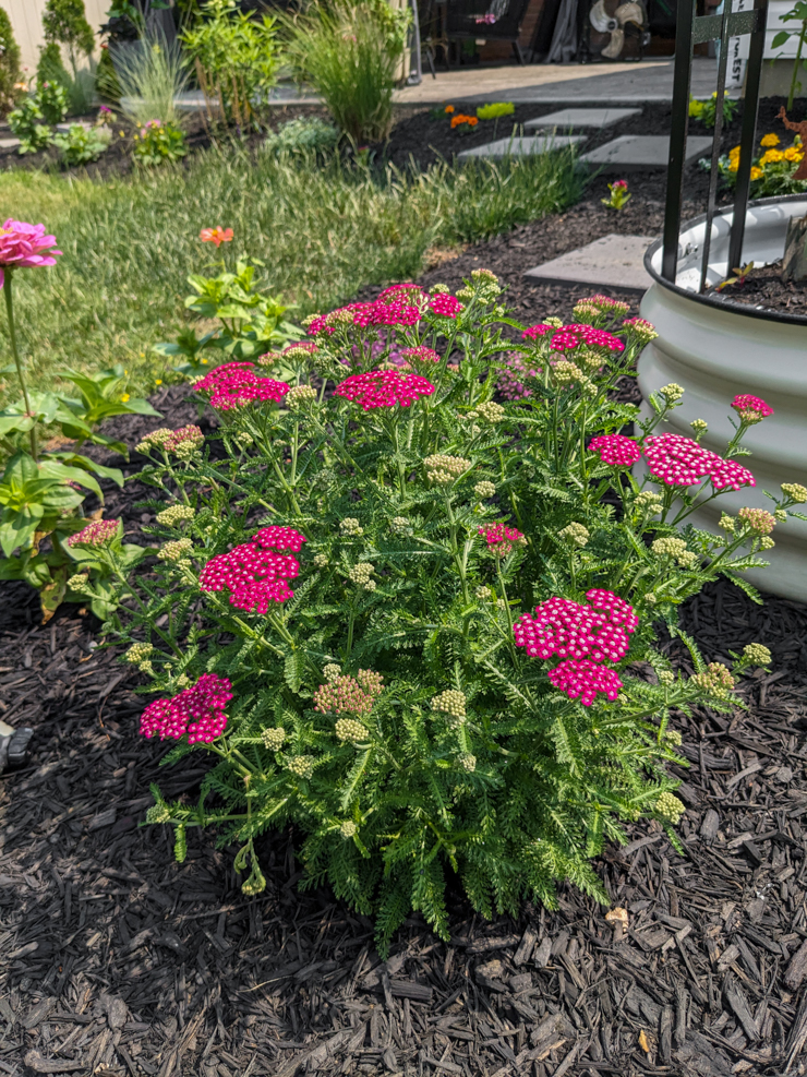 pink yarrow