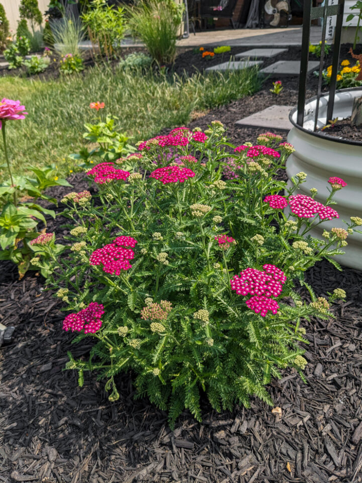 yarrow growing in a garden
