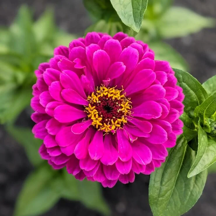 magenta zinnia flower