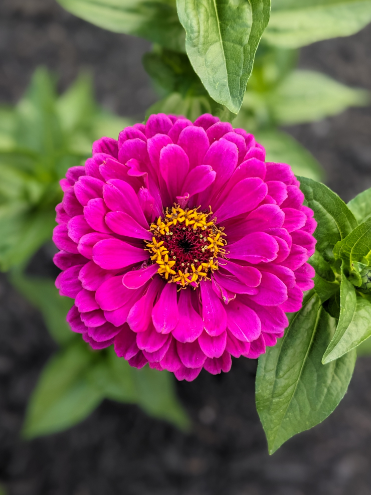magenta zinnia