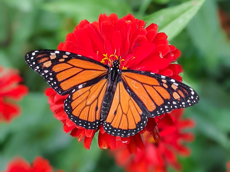 monarch on a red zinnia