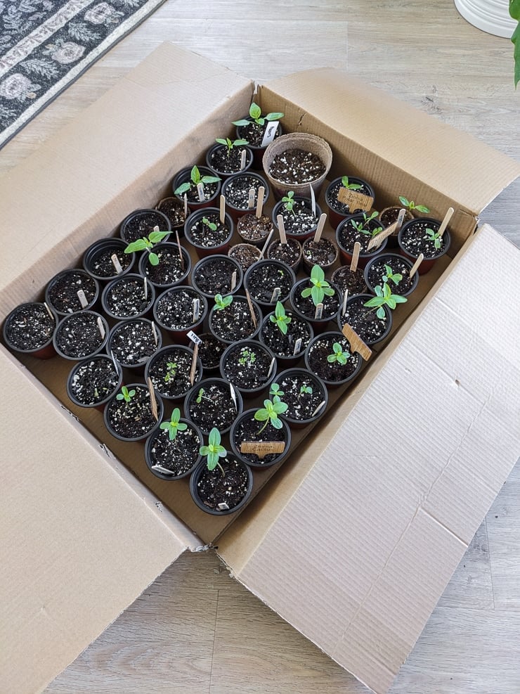 seedlings in a box for hardening off