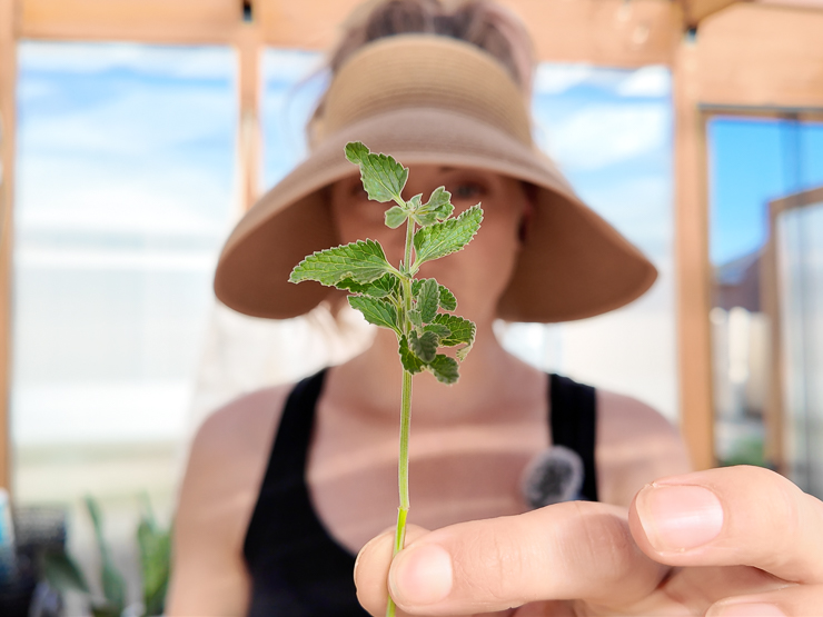woman holding a catmint cutting