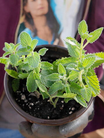 pot of catmint cuttings