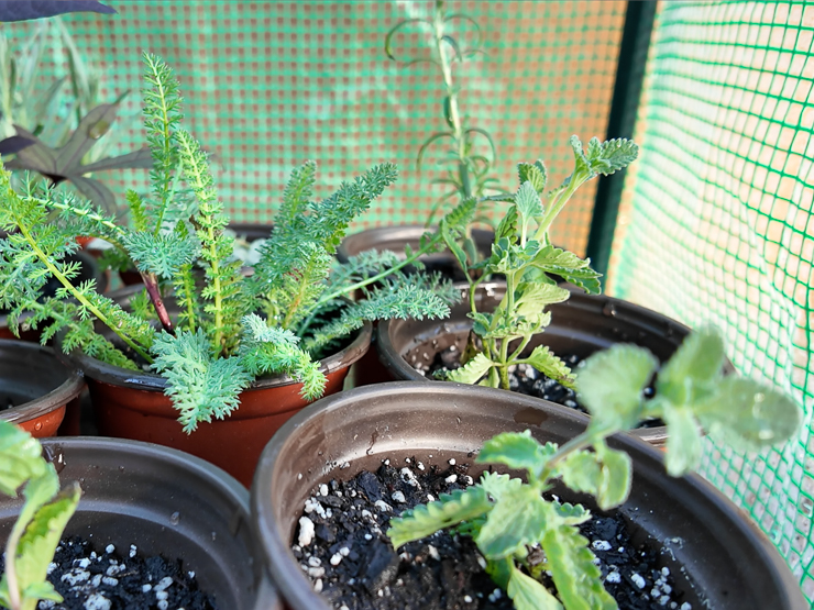 plants in a small greenhouse