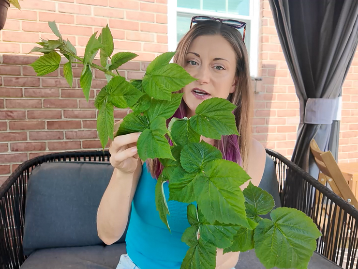 woman holding a raspberry cutting