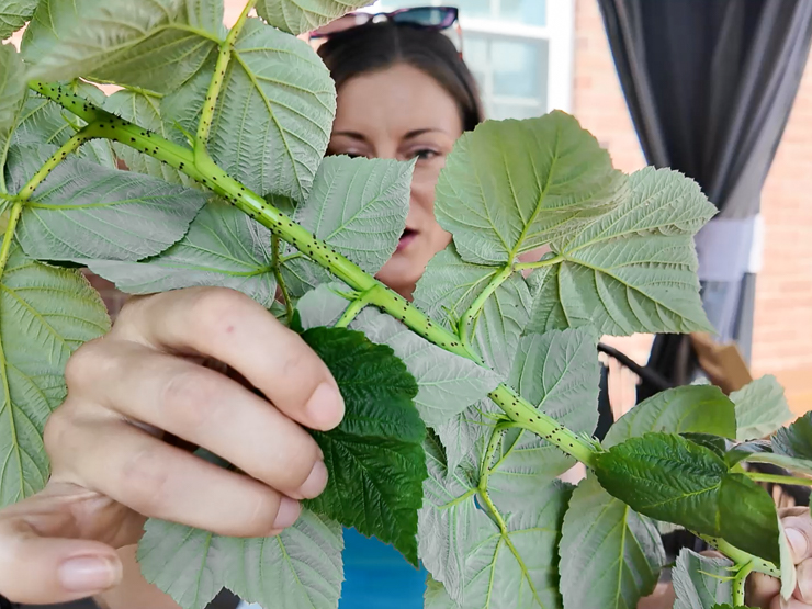 woman holding a raspberry cutting