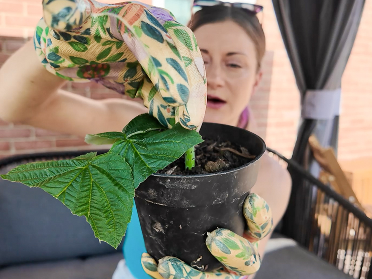 planting a raspberry cutting