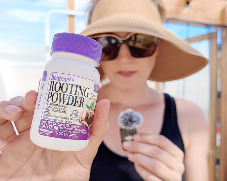 bottle of rooting hormone