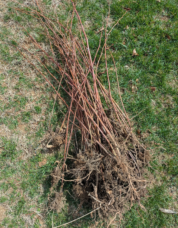 pile of raspberry canes