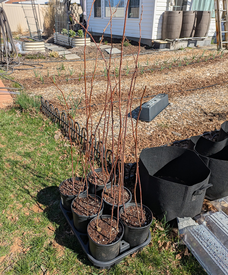 potted raspberry canes